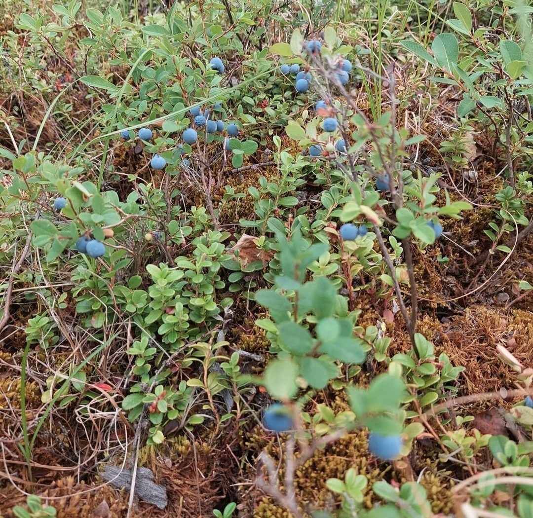 Лесная голубика