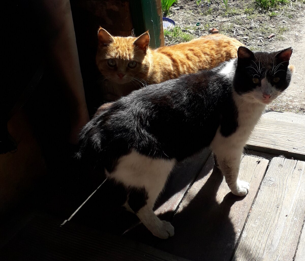 Хвостик и Рыжик в гостях у Мио.