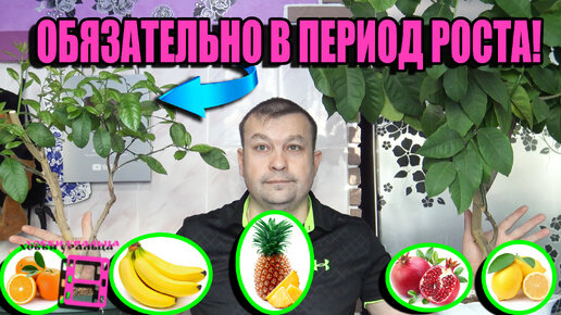 ОБЯЗАТЕЛЬНО СДЕЛАТЬ В ПЕРИОД АКТИВНОГО РОСТА У ЦИТРУСОВЫХ И КОМНАТНОЙ ЭКЗОТИКИ. ЭКЗОТИКА НА ПОДОКОННИКЕ 22-6