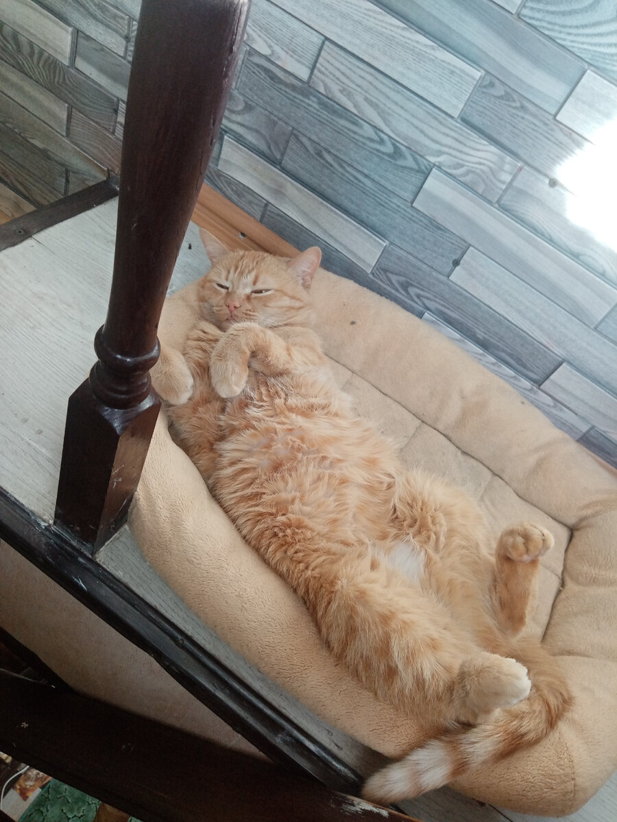 Кошка Ляля наша на  сильно подразбитой лестнице