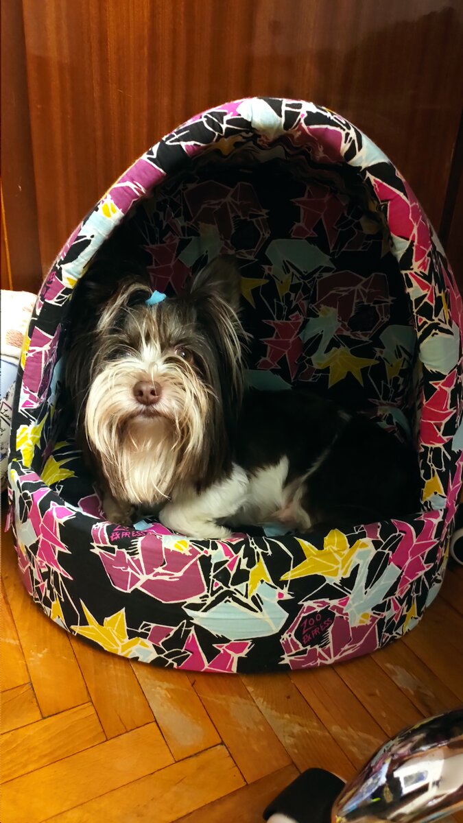 Волк в чужой норе