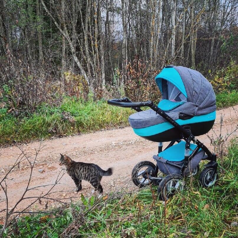 Барсик всегда гуляет с нами. 