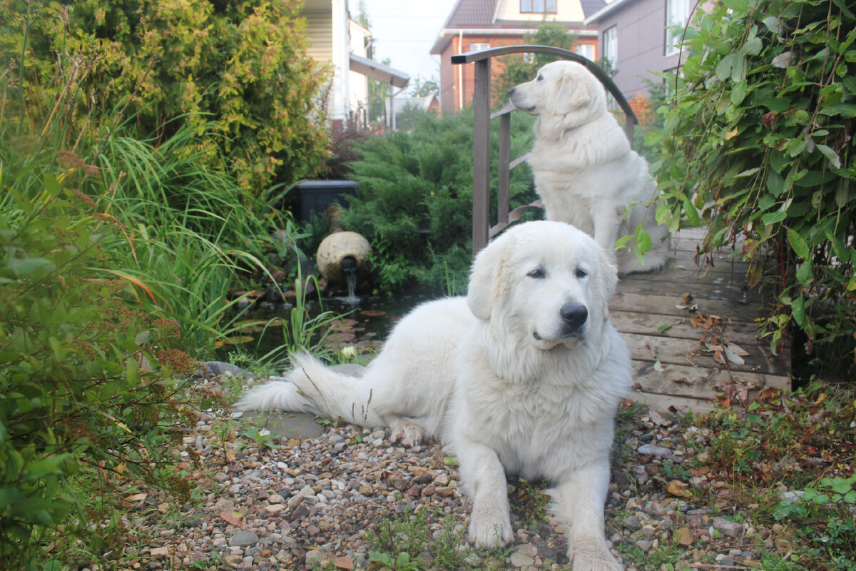 Вэлька и Кэри