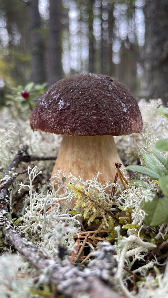 Белый гриб сосновый (Boletus pinophilus)