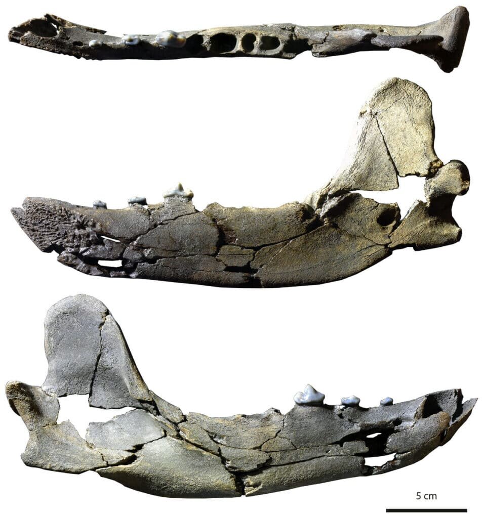    Челюсть тартароциона с сохранившимися зубами / ©10.7717/peerj.13457