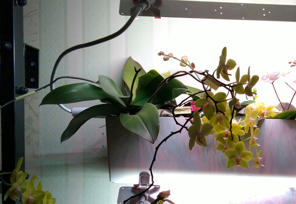 Его же фото начала 2021г для сравнения.