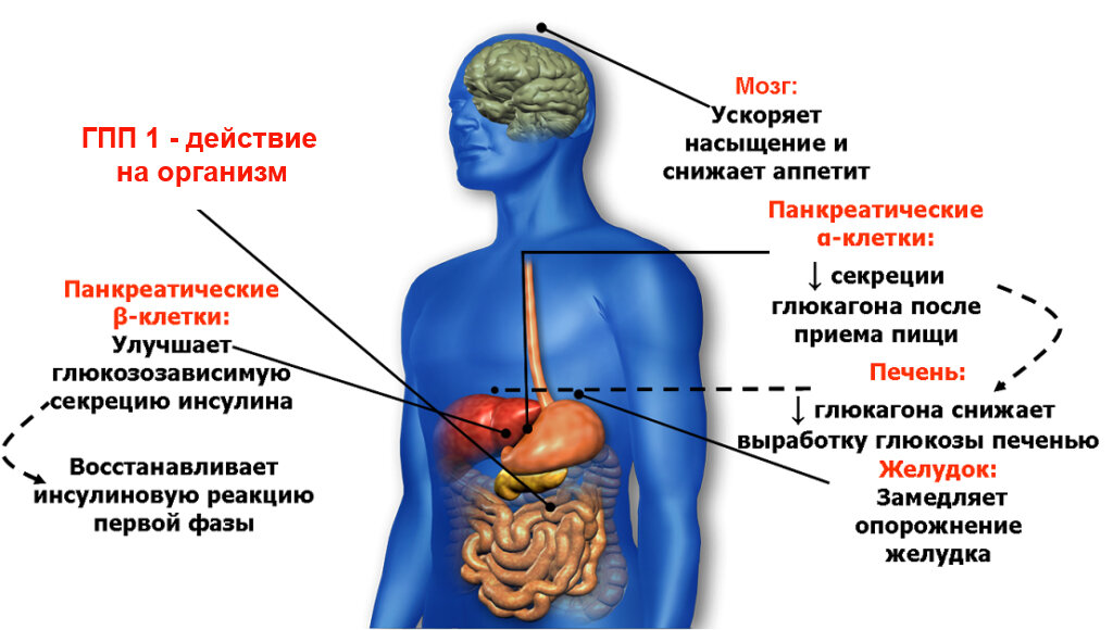 Влияние Глюкагонопододобного пептида 1 на организм