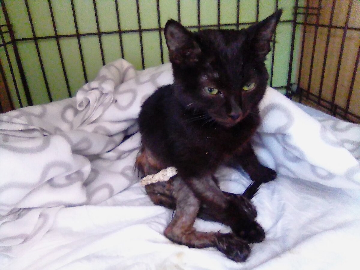 Женщина нашла Барсика в таком состоянии на улице и принесла в ветклинику