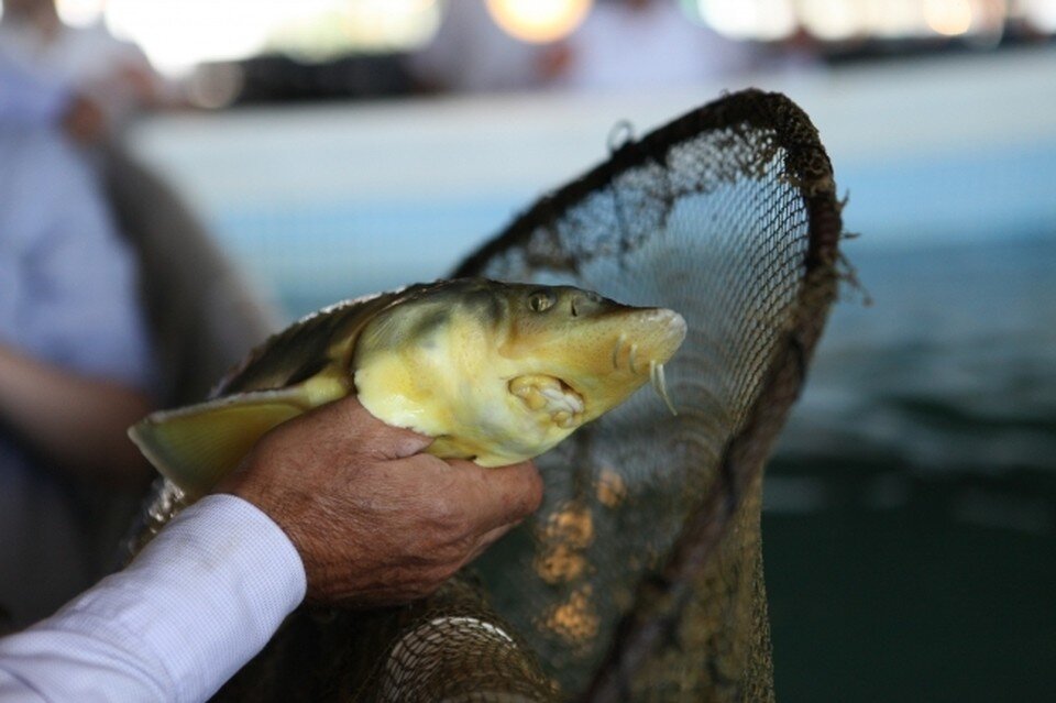     Рыб, запрещенных к вылову любым способом, нашли на хранении у рыбаков. Дмитрий АХМАДУЛЛИН
