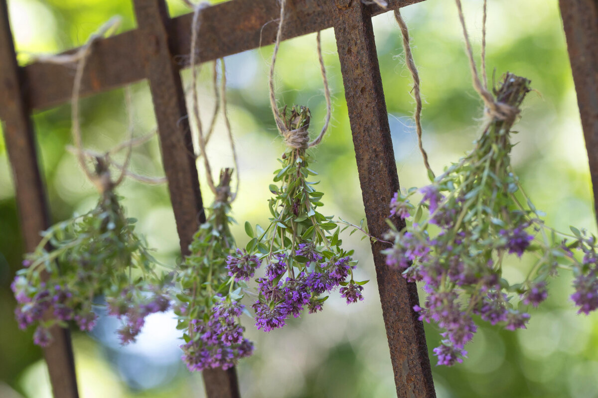     Как вырастить чабрец на даче и когда его собирать и сушить?