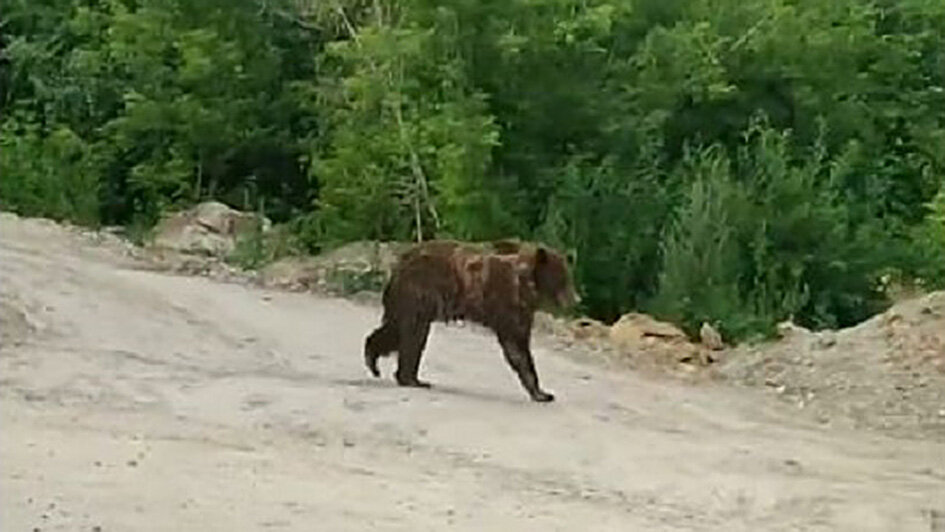 Кто-то совсем отважный умудрился снять сбежавшего трехлапого медведя на видео