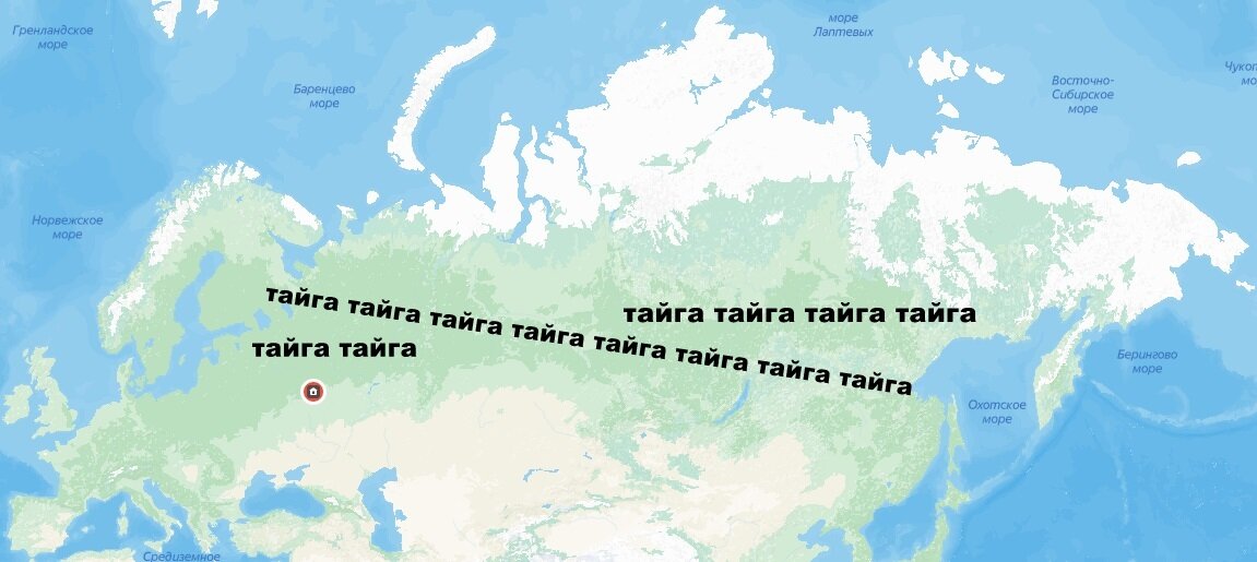 У нас главный лес - тайга, и медведь в ней - хозяин.