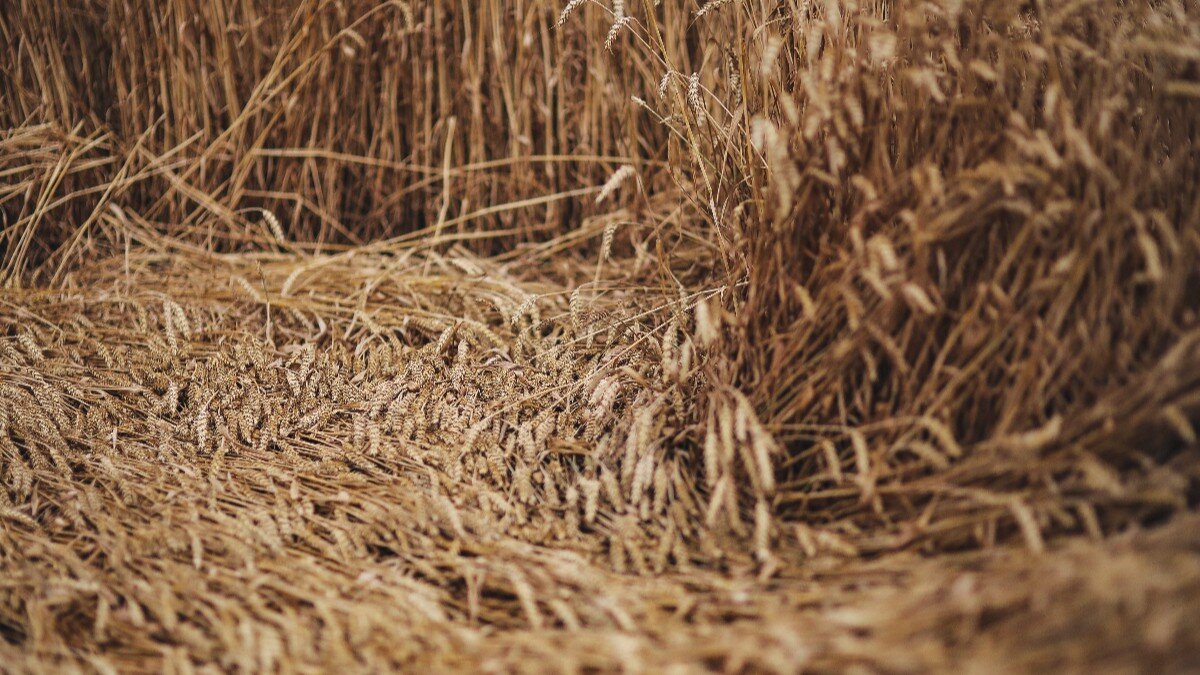 Как провести праздники в августе? Фото: www.piqsels.com