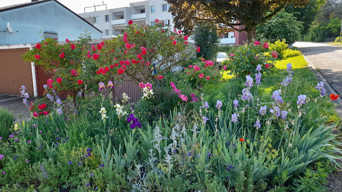 цветочные поляны, радующие разнообразием и красотой роз, ирисов, маков ...