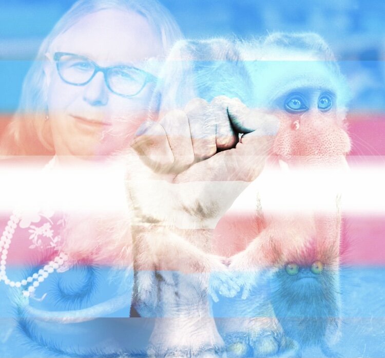 Коллаж сделан из фото взятых из открытых источников 