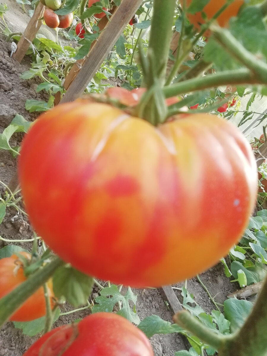 Сорт заря. Томат екатерина великая f1. Томат заря. Томат алтайская заря. Томат алая заря.