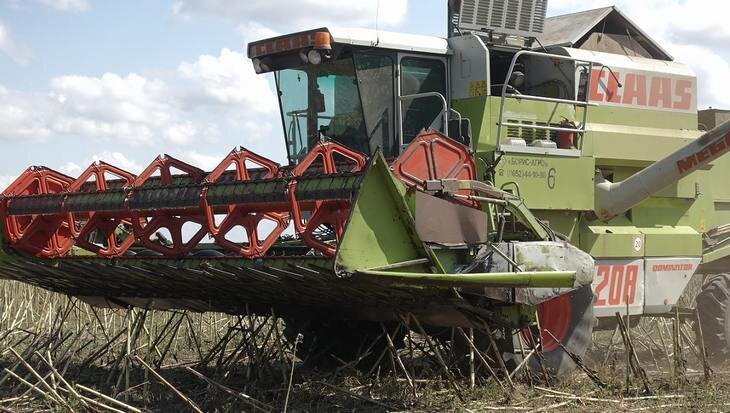    Известны первые результаты урожайности подсолнечника в Крыму 2022