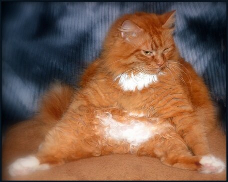 Фото из открытых источников Яндекса