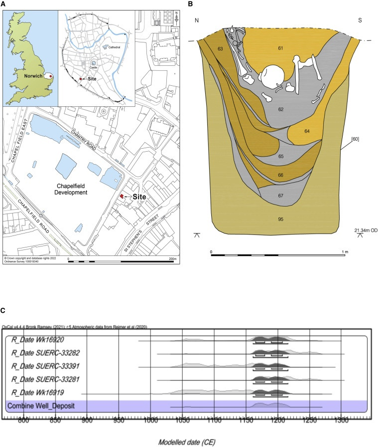 Археологические и радиоуглеродные данные из колодца Чапелфилд. (A) Расположение объекта в Норидже, Великобритания.
(B) Чертеж вертикального разреза шахты колодца Чапелфилд с западной стороны.
(C) Распределение вероятностей даты захоронения человеческих останков на основе 5 радиоуглеродных дат