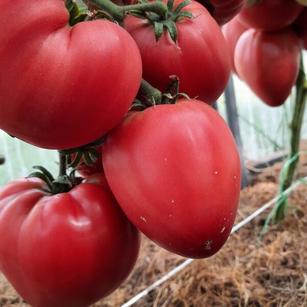 Сорт бизон помидоры. Томат розовый бизон. Томат сахарный бизон урожайность. Сорт помидор сахарный бизон. Семена томат сахарный бизон.