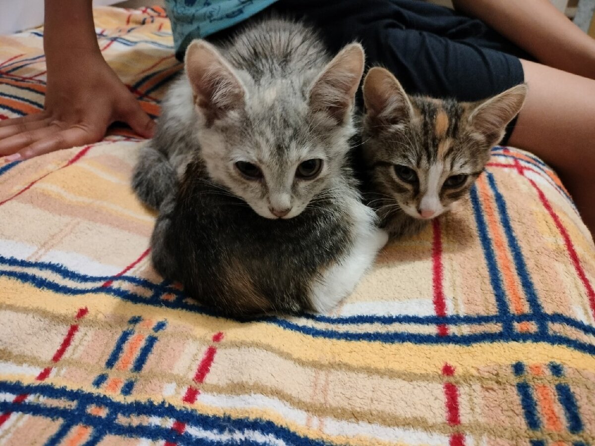 Стеша и Любаша