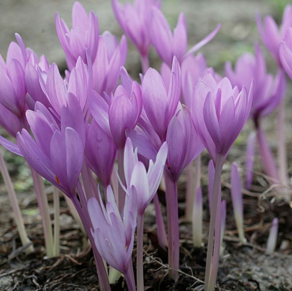 Колхикум встречается также под названием Безвременник (источник фото: wiki-dacha.ru)