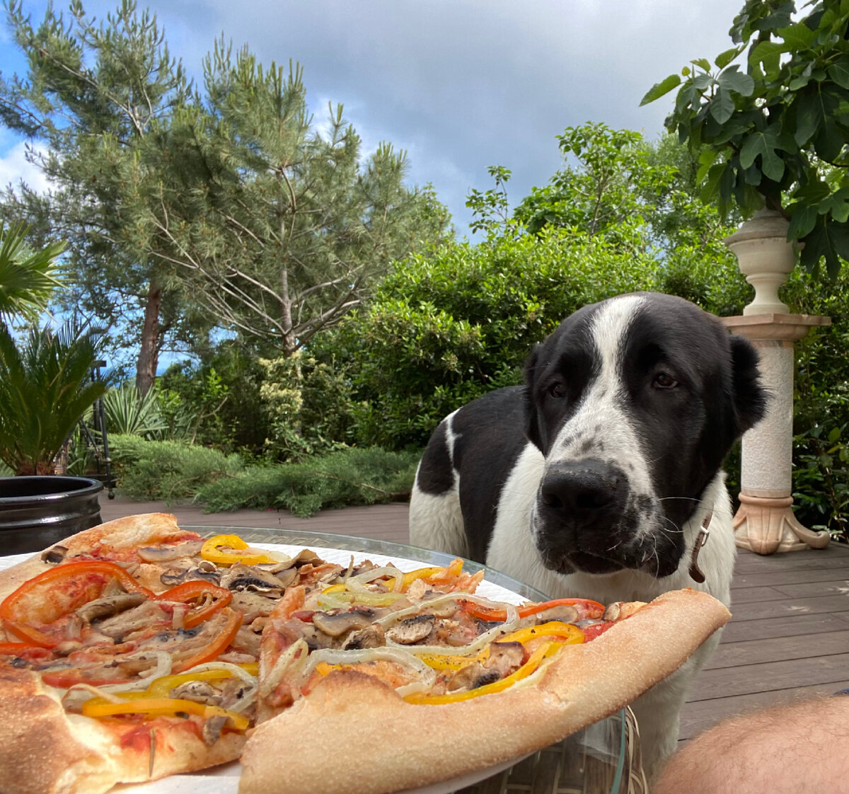 Пёс и пицца: мучное после 6-ти вечера аристократам нельзя. Крым, лето 2021 года. Север ещё щенок-полугодок. 