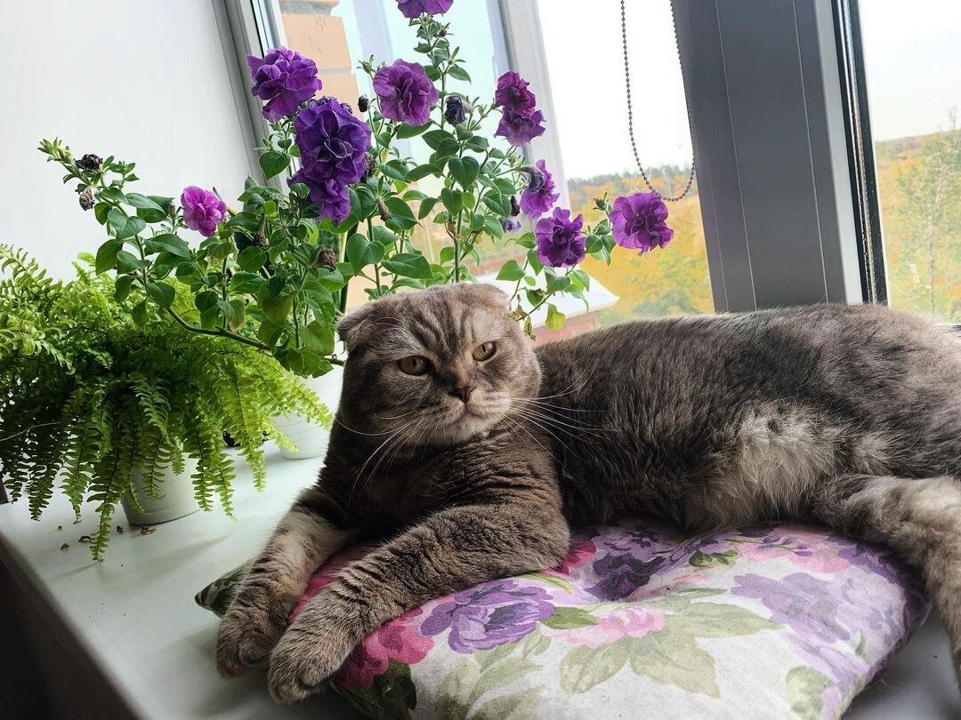 Любимая подушечка 