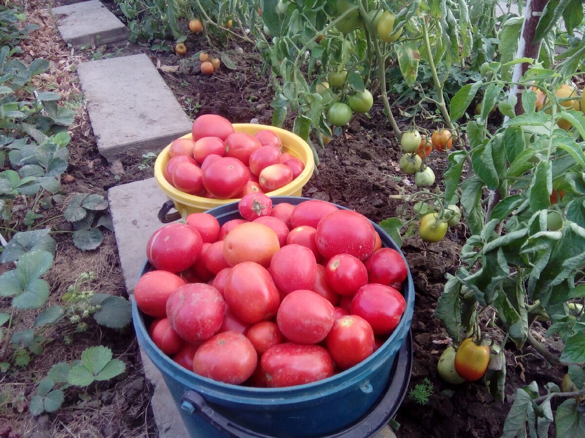 Хотите собирать помидоры до холодов? Оборвите лишние листья!