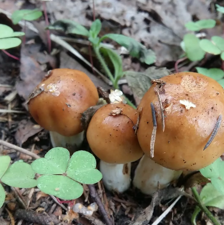 Молоденькие валуи, очень напоминают белые. пока не приблизишься.