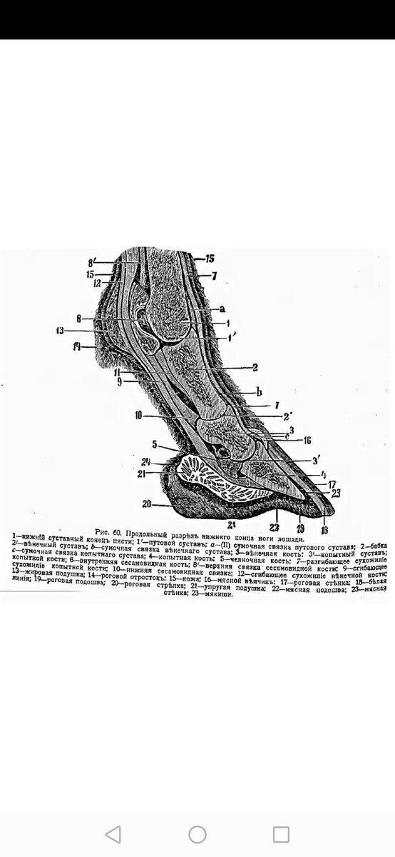Продольной разрез нижнего кон ноги лошади.
