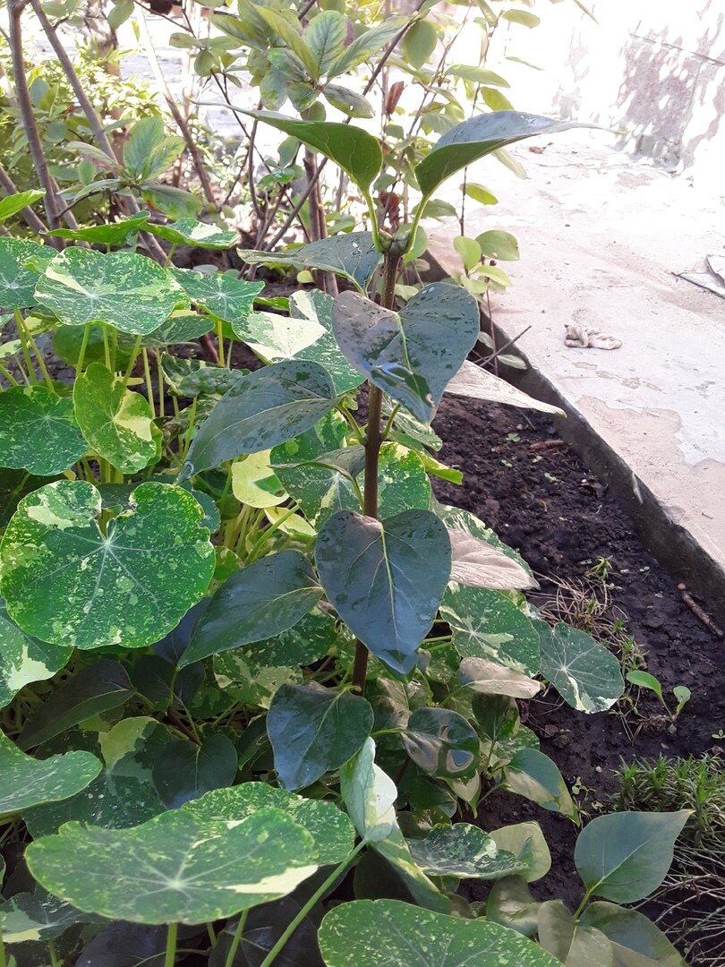 Чтобы притенить корни я посеяла к сирени настурцию - их листья как зонтики от солнца