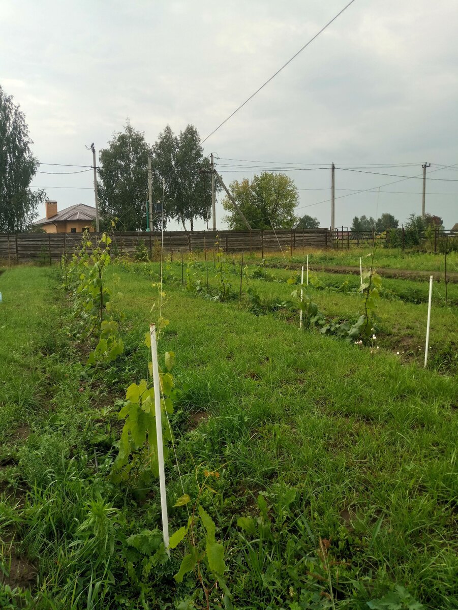 В междурядье была высеяна газонная травка. 