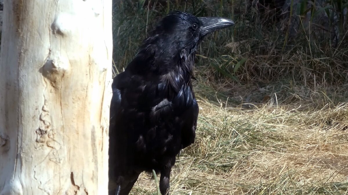 Говорящий ворон. Говорящие вороны. Ворона говорит. Вороны болтают.