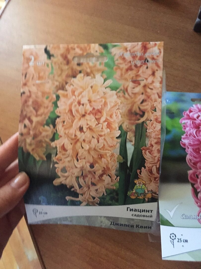 Софья купила луковицы в самом начале продаж, когда цена еще не была снижена