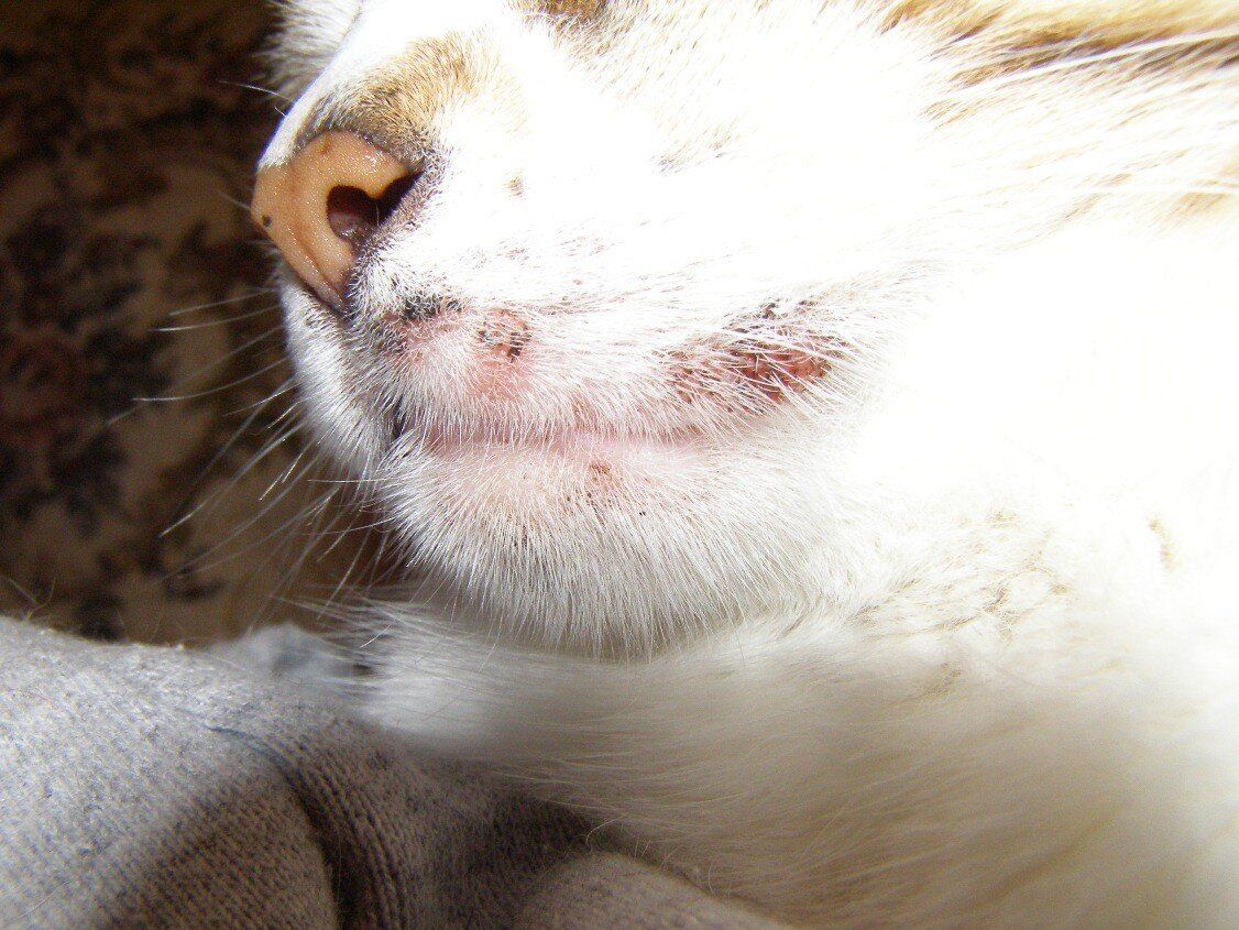 Могут ли собаки и кошки иметь прыщи?