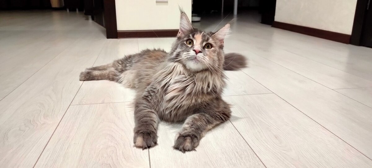 Наша хитрулька Шая