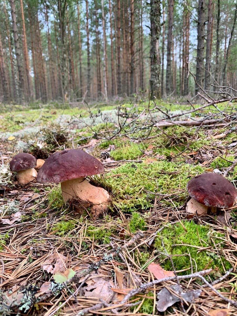 Вепсский лес в Ленинградской области