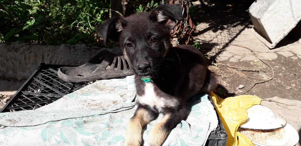 Щенок был выличен после издевательства детьми и передан в добрые руки