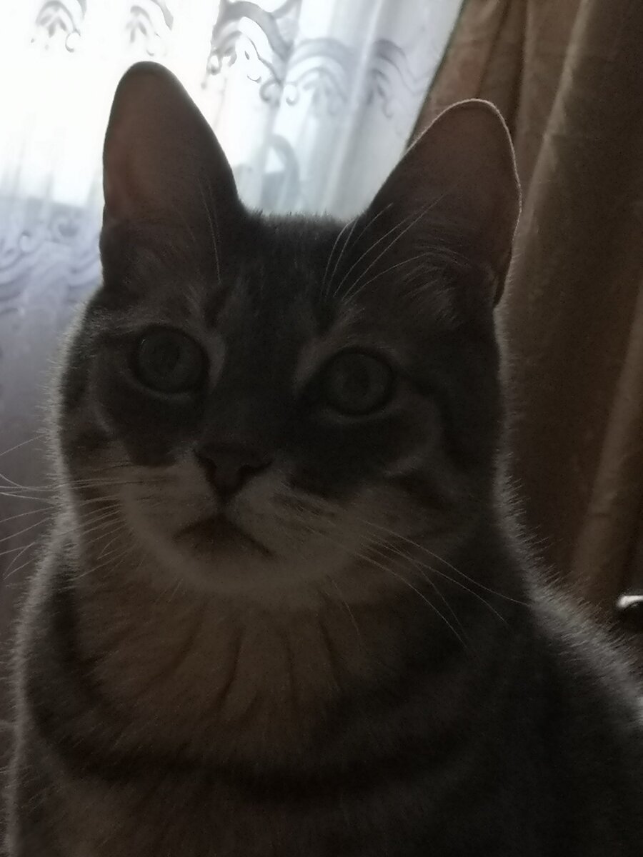 Выражение мордочки