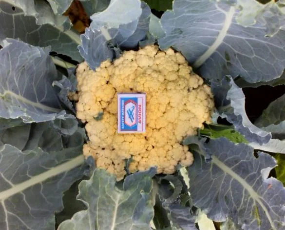 Кочан цветной капусты