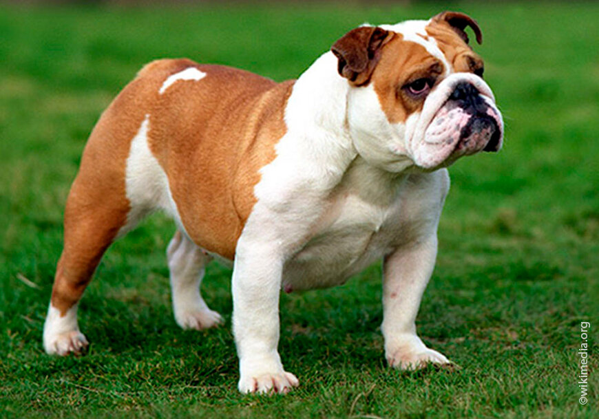 Английский бульдог