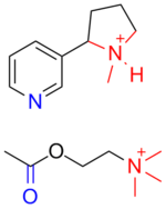 Молекулы протонированного никотина и ацетилхолина
