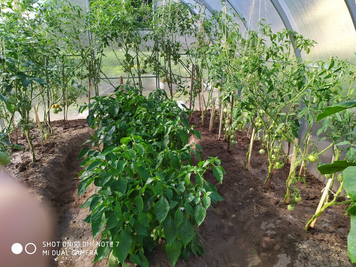 Моя мама придумала такую фишку,что если задействовать всю возможную площадь теплицы,и поливать так называемые "тропики" ,то можно не заморачиваться с поливкой растений,длительностью более часа.