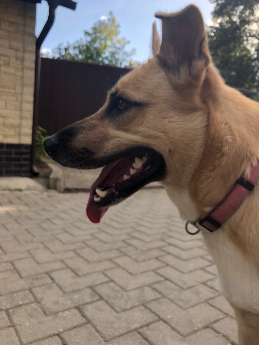 Моя собака) 