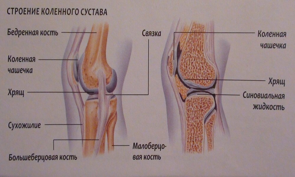 Коленный сустав анатомия человека фото