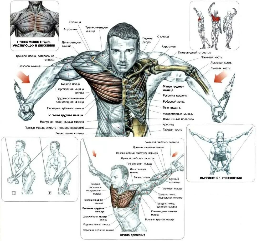 как накачать мышцы на груди для мужчин фото 110