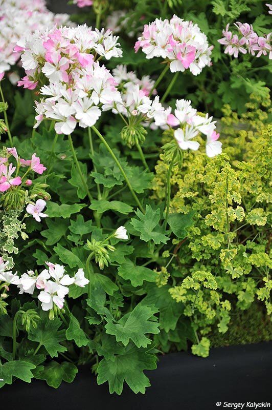 Пеларгония Jackie Totlis 