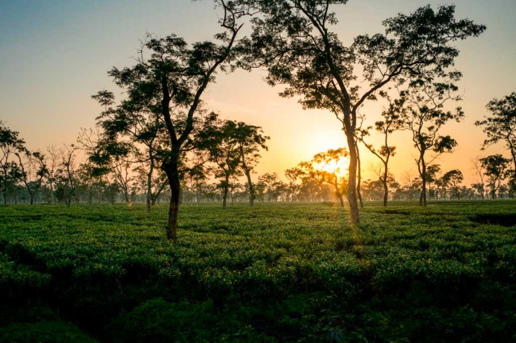 Чайные поля в штате Ассам (Фото взято с ресурса makemytravel.ru)