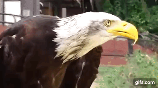  Белоголовый орлан

